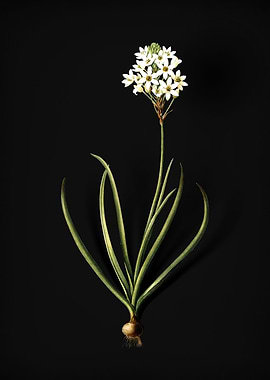 Vintage Arabian Starflower