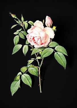 Blooming Fragrant Rosebush