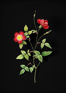 Indica Stelligera Rose