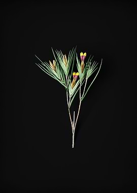 Vintage Witsenia Maura