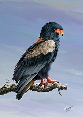 Bateleur Eagle