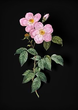 Tea Scented Roses in Bloom