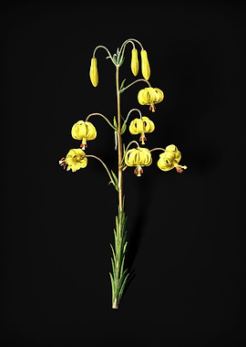 Vintage Lilium Pyrenaicum