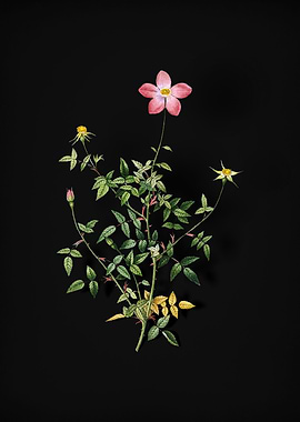 Single Dwarf Chinese Rose