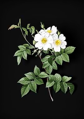 Blooming White Rosebush