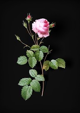 Blooming Provence Rose