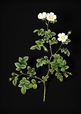 White Sweetbriar Rose