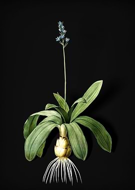 Scilla Lilio Hyacinthus