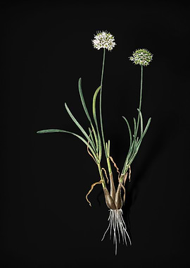 Allium Carolinianum
