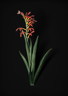 Antholyza Aethiopica