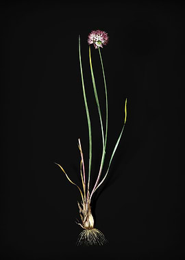 Vintage Allium Foliosum