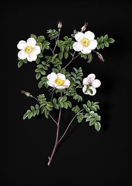 White Candolles Rose