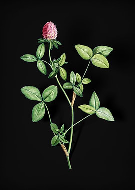 Blooming Pink Clover