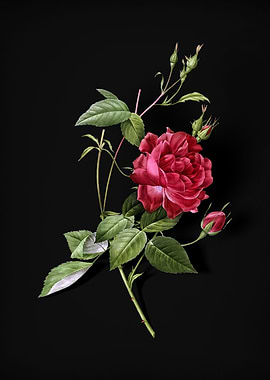 Blood Red Bengal Rose