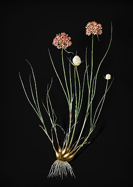 Vintage Allium Globosum