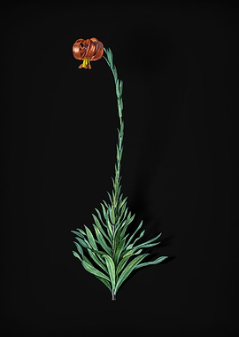 Scarlet Martagon Lily