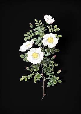 Vintage White Burnet Roses