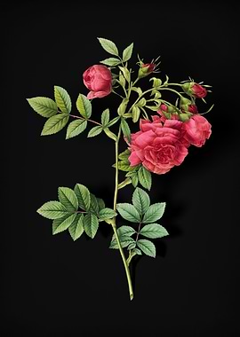 Blooming Turnip Roses