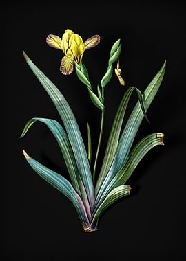 Vintage Hungarian Iris