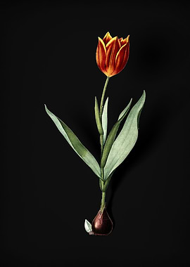 Vintage Tulip