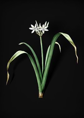 Small Flowered Pancratium