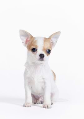 Chihuahua puppy