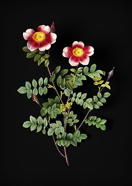 Variegated Burnet Rose