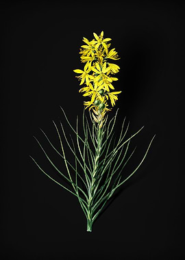 Vintage Yellow Asphodel