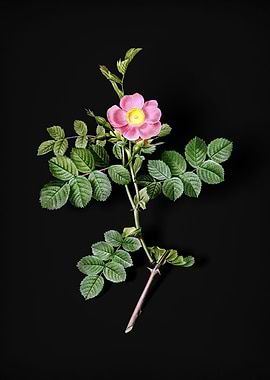 Pink Sweetbriar Rose