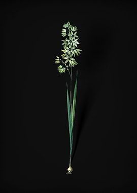 Vintage Turquoise Ixia