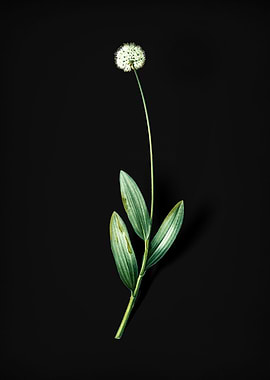 Vintage Victory Onion