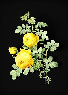 Vintage Sulphur Rose
