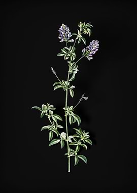 Spanish Clover Bloom