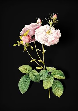 Blooming Damask Rose