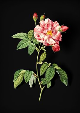 Variegated French Rosebush