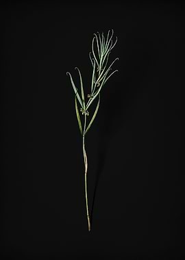 Siberian Solomons Seal