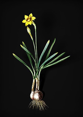 Narcissus Gouani
