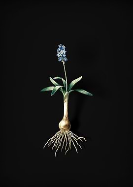 Scilla Lingulata