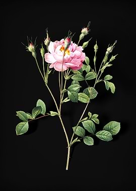 Anemone Sweetbriar Rose