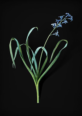 Vintage Dutch Hyacinth