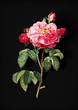 Duchess of Orleans Rose
