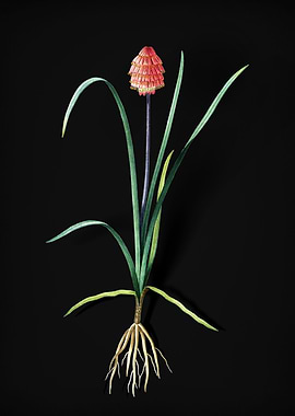 Veltheimia Abyssinica