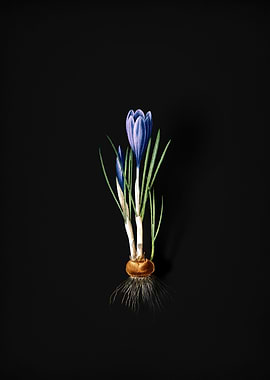 Vintage Spring Crocus