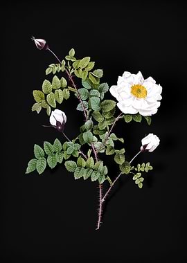 Vintage White Burnet Roses