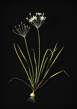 Vintage Allium Straitum