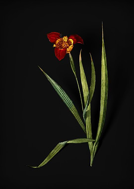 Vintage Tiger Flower