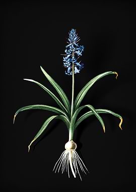 Scilla Patula