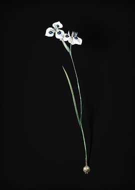 Vieusseuxia Glaucopis