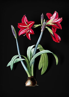 Brazilian Amaryllis