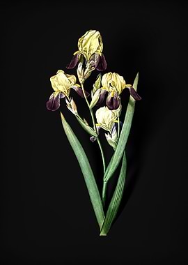 Elder Scented Iris